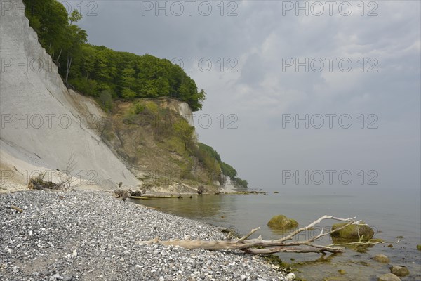 Trees growing on the steep coast with chalk cliffs