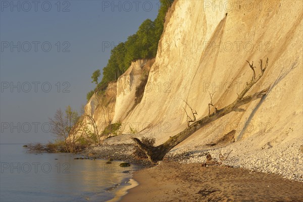 Steep coast with chalk cliffs in Jasmund National Park at sunrise