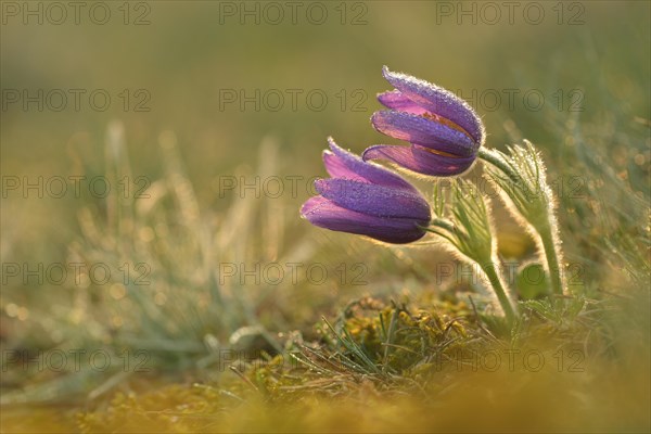 Common Pasque Flower or Dane's Blood (Pulsatilla vulgaris)