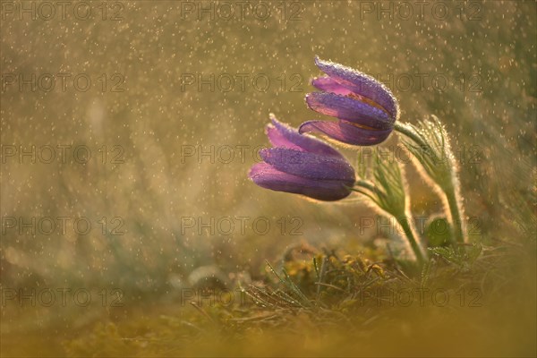 Common Pasque Flower or Dane's Blood (Pulsatilla vulgaris) in drizzling rain