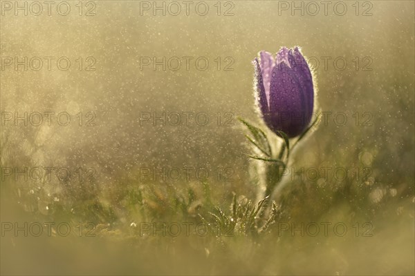 Common Pasque Flower or Dane's Blood (Pulsatilla vulgaris) in drizzling rain