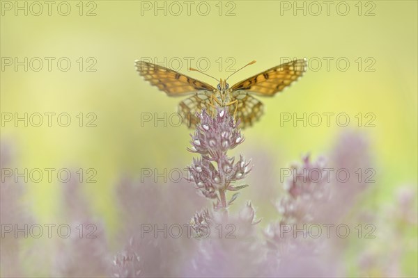 Heath Fritillary (Melitaea athalia)