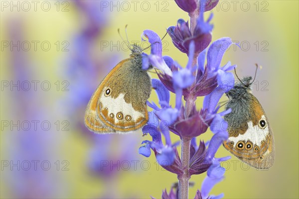 Pearly Heath (Coenonympha arcania)