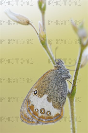 Pearly Heath (Coenonympha arcania)