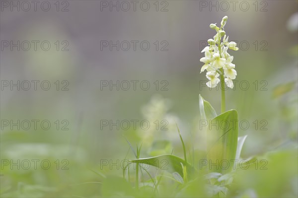 Pale-flowered Orchid (Orchis pallens)