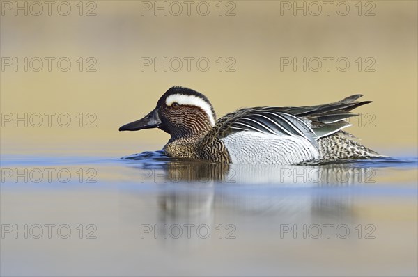 Garganey duck (Anas querquedula)