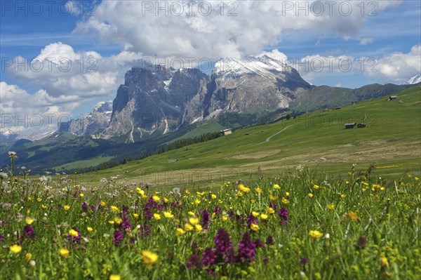 Seiser Alm alpine pastures in front of Piatto Mountain and Sasso Lungo Mountains