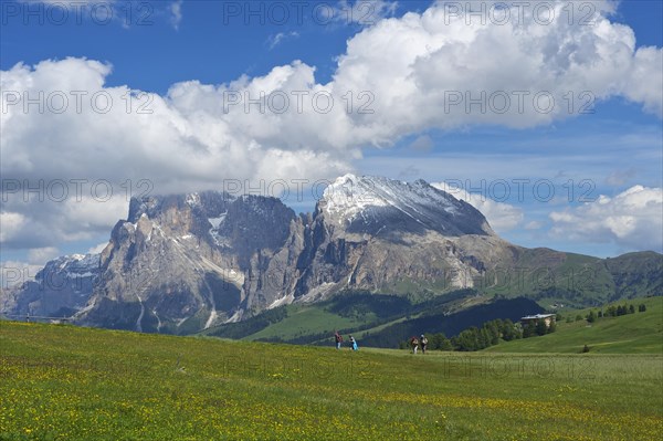 Seiser Alm alpine pastures in front of Piatto Mountain and Sasso Lungo Mountains