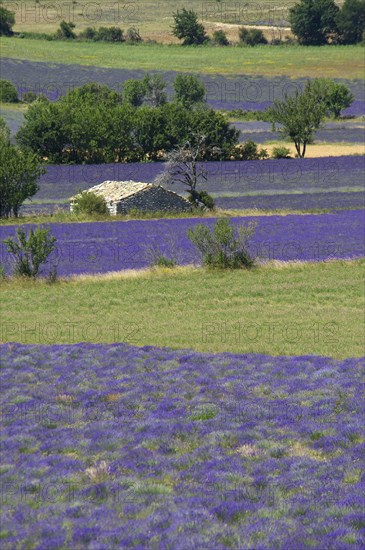 Borie or dry-stone hut in a lavender field