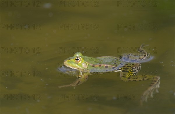 Edible frog