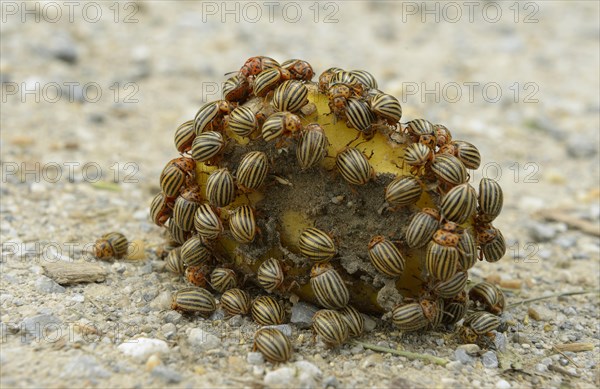 Colorado potato beetle