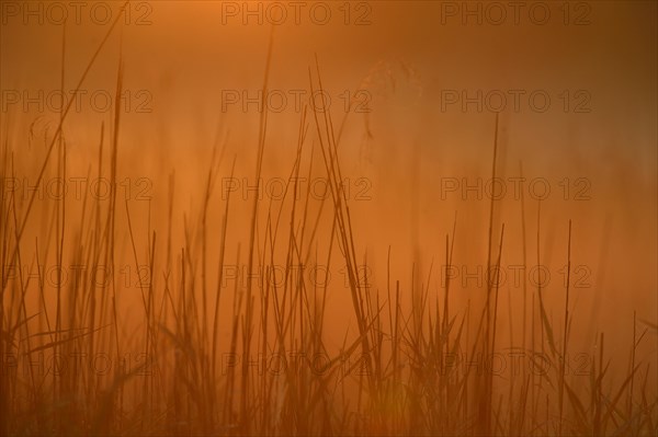 Grass in the morning light