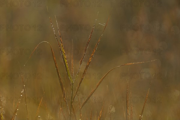 Reeds with morning dew