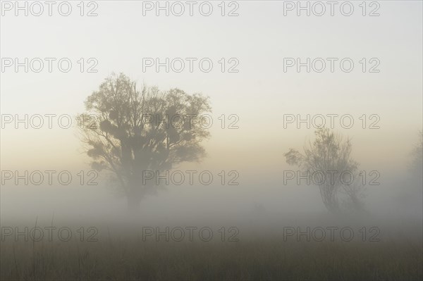 Morning mist over the Danube floodplains