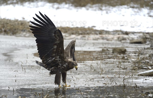 White-tailed Eagle or Sea Eagle (Haliaeetus albicilla)