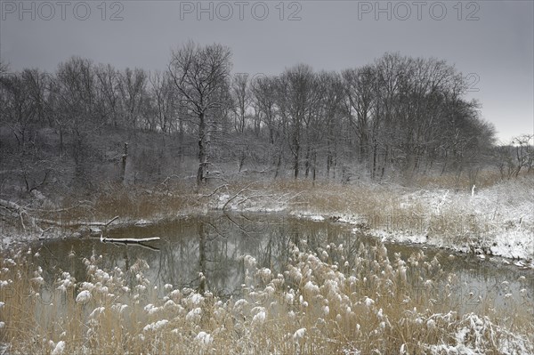 Winter landscape on the Danube