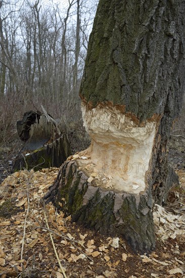 Beaver damage