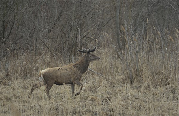 Red Deer (Cervus elaphus)