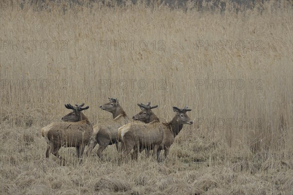 Red Deer (Cervus elaphus)