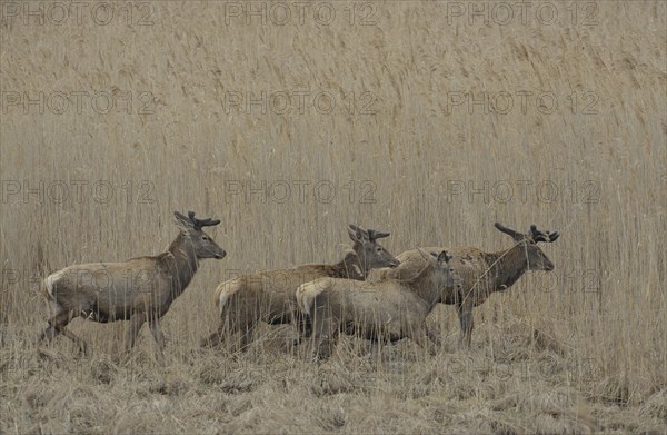 Red Deer (Cervus elaphus)