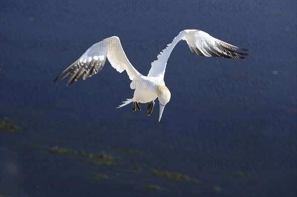 Northern Gannet (Morus bassanus) flying over the North Sea