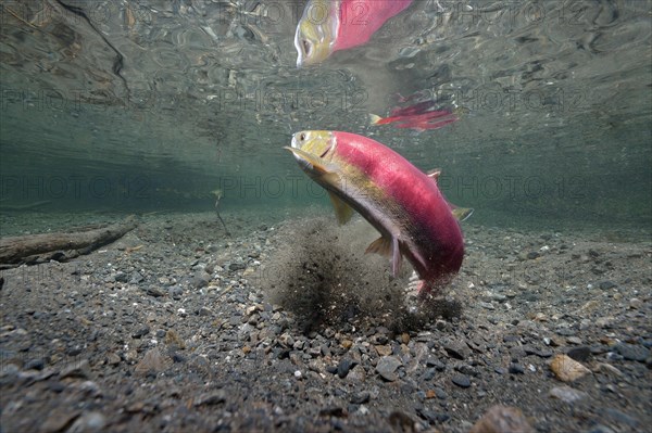 Sockeye Salmon