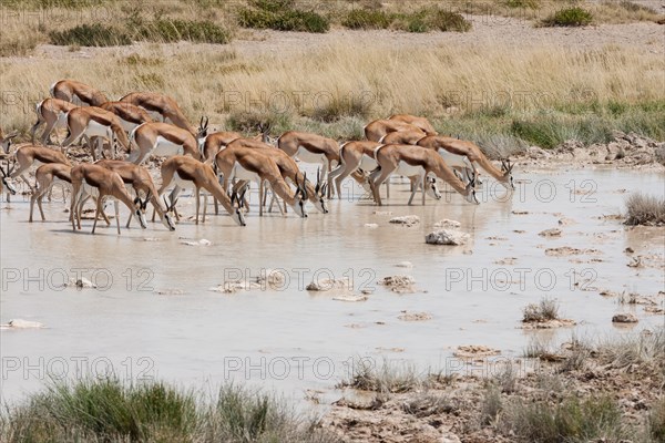 Springboks (Antidorcas marsupialis)