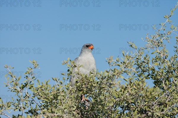 Gabar Goshawk (Melierax gabar)