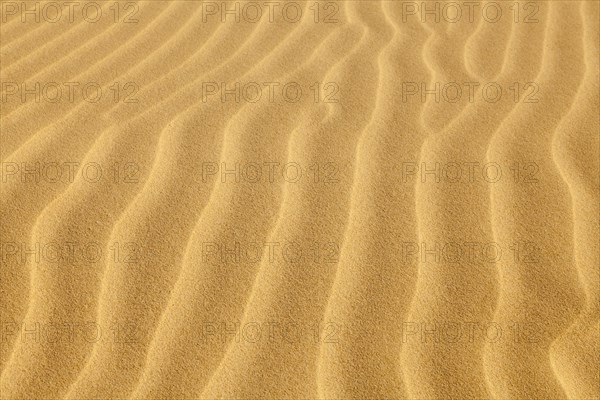 Wave-shaped structure in the sand dunes