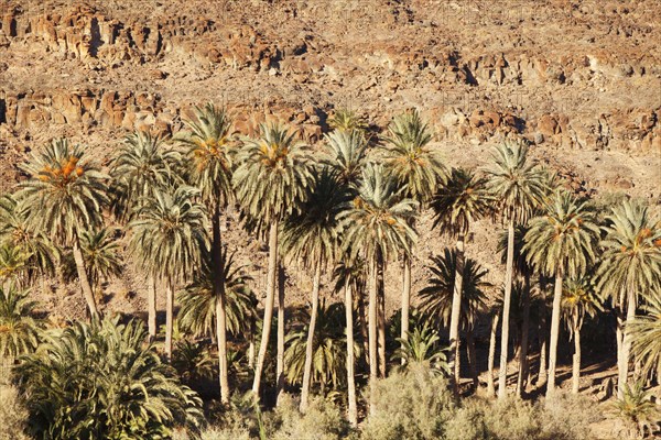 Palm grove