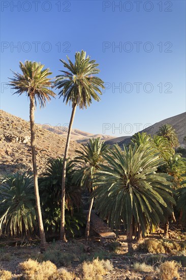 Palm grove