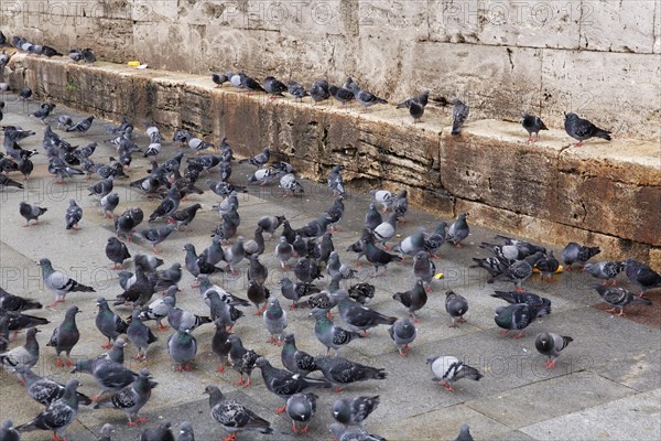 Pigeons