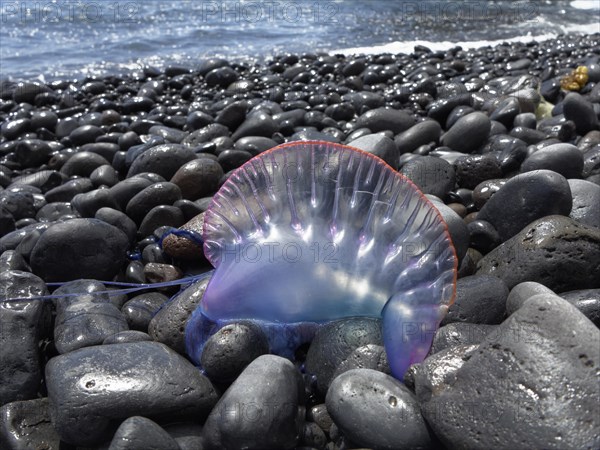 Portuguese Man-Of-War (Physalia physalis) lying on the beach