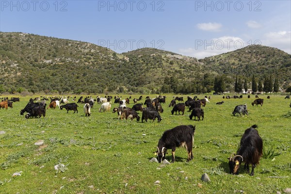 Herd of goats