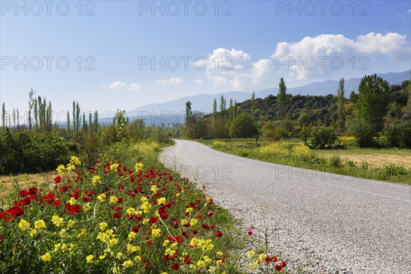 Wild flowers growing on the side of a country road