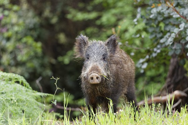 Wild Boar (Sus scrofa)