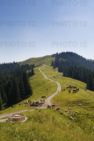 Hoernlealm alpine pasture