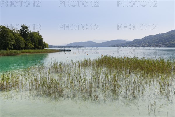 Reeds on the shore of Lake Woerthersee