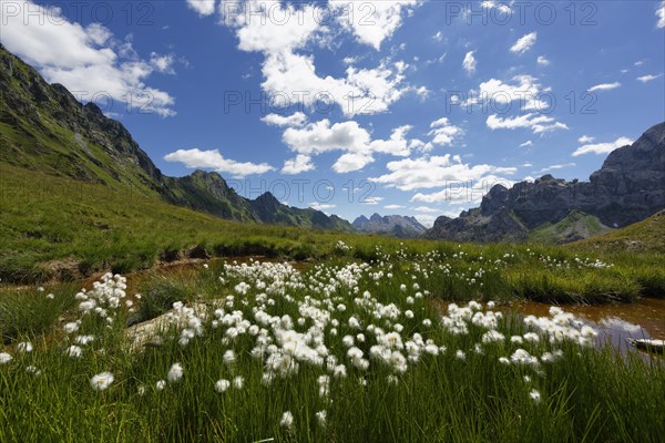 Pond with cotton grass