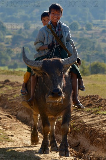 Two boys seated on the back of a water buffalo on the road between Kalaw and Nyaungshwe
