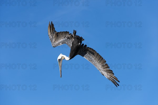 Brown Pelican (Pelecanus occidentalis) in flight