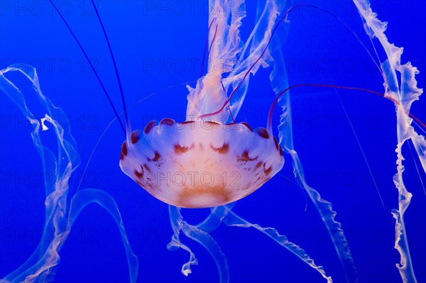 Purple-striped jelly or jellyfish (Chrysaora colorata)