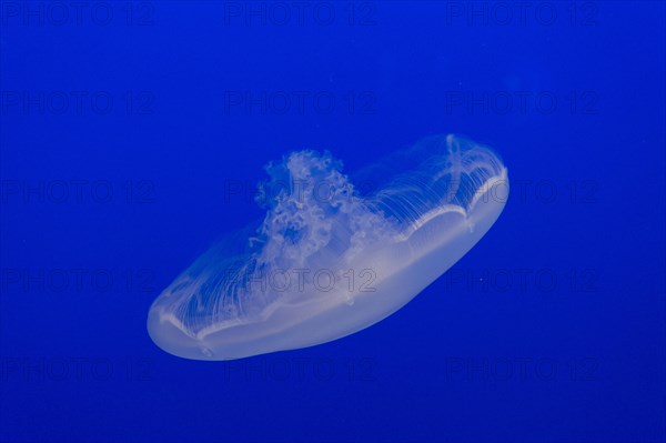 Moon jellyfish or Moon Jelly (Aurelia labiata)