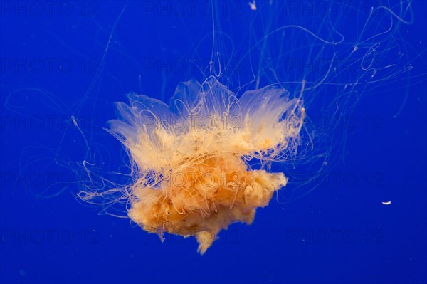 Lion's mane jellyfish (Cyanea capillata)