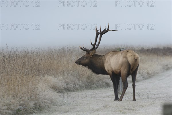 Roosevelt elk or Olympic elk (Cervus canadensis roosevelti)