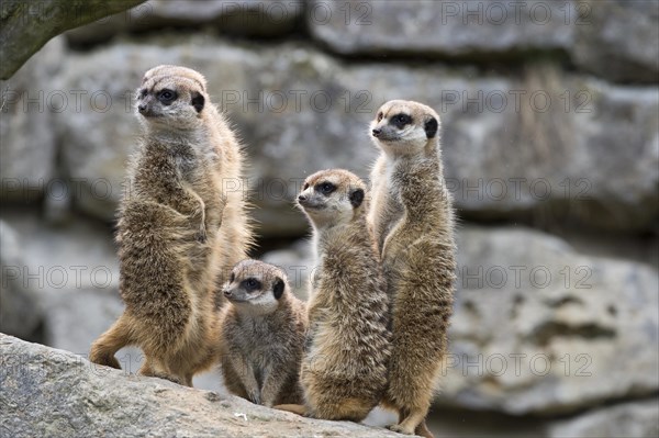 Meerkats (Suricata suricatta)