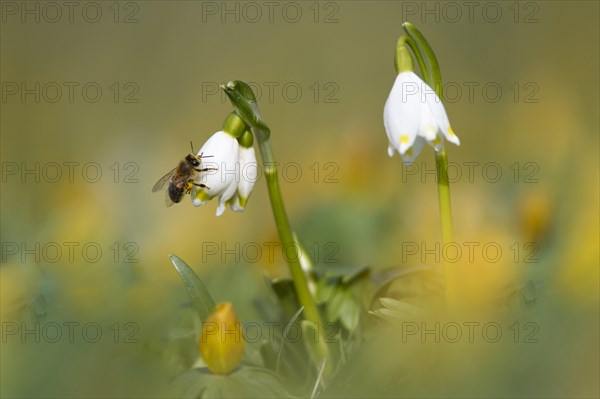 Spring Snowflake