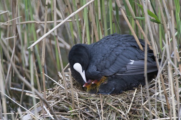 Coot(Fulica atra)