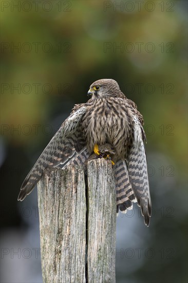 Common Kestrel (Falco tinnunculus)