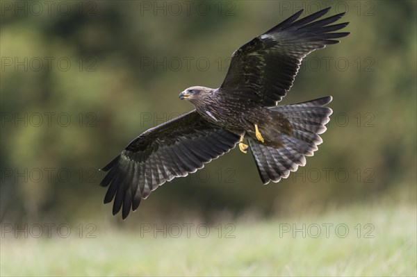 Black Kite (Milvus migrans)